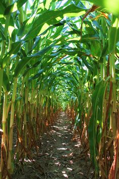 an image of a corn field that looks like it is going down the road to harvest