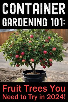 Container Gardening 101: Fruit Trees You Need to Try in 2024! Apple Tree In Container, Bucket Gardens, Seed Binder, Fruit Garden Layout, Container Gardening Fruit, Fruit Trees Backyard, Grafting Fruit Trees, Fruit Trees In Containers, Fruit Tree Garden