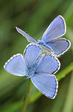 two blue butterflies sitting on top of a green plant