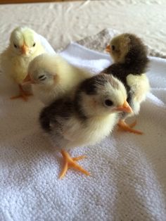 three little chickens are sitting on a towel together in the bed, and one is looking at the camera