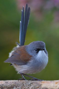 a small bird sitting on top of a stone wall with its wings spread wide open