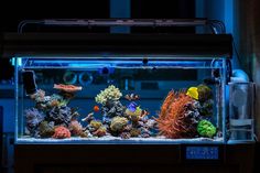 an aquarium filled with lots of different types of fish and corals in the dark