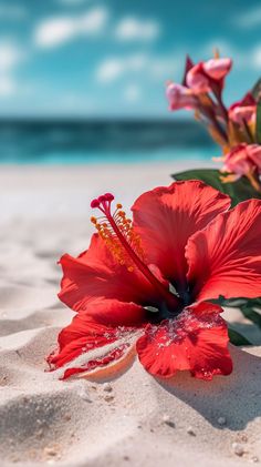 a red flower on the sand with blue sky in the backgrounnds