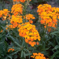 yellow flowers are blooming in the garden