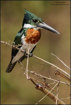 a colorful bird sitting on top of a tree branch next to dry grass and twigs