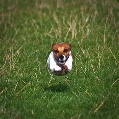 a small dog is running through the grass