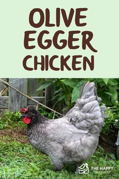 an image of a chicken with the words olive egger chicken on it's back