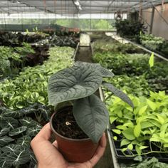 a person holding up a potted plant in the middle of a greenhouse filled with green plants