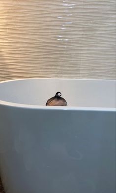 a bird is sitting in the middle of a bathtub