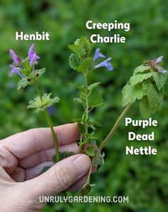 a hand is holding a plant with purple flowers and green leaves in the background, labeled