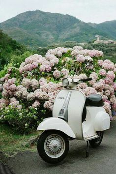 a white scooter parked in front of some pink and white flowers with mountains in the background