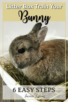 a rabbit sitting in a bowl with the text, litter box train your bunny 6 easy steps