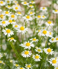 some white and yellow flowers in the grass