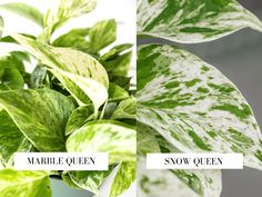 two pictures of green and white plants with the words marble queen snow queen on them