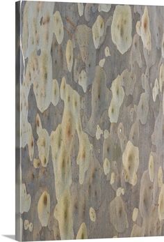 an image of the bark on a tree that has been painted white and brown with yellow spots