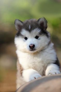 a husky puppy sitting on top of a wooden barrel looking at the camera with his paw hanging out