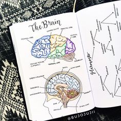 an open book with diagrams of the human brain