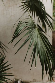 the palm tree leaves are hanging over the concrete wall and water is running down it