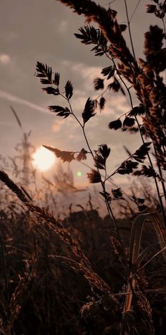 the sun is setting behind some tall grass