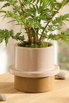 a potted plant sitting on top of a wooden table next to rocks and a window