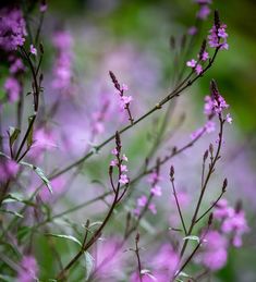 purple flowers are blooming in the green and pink background with blurry grass behind them