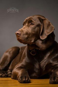 a brown dog laying on top of a wooden floor next to a gray wall in front of it