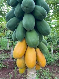 a bunch of green and yellow fruit hanging from the side of a tree in a field