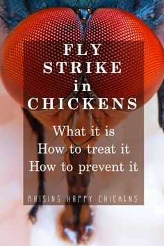 a fly with the words fly strike in chickens what it is how to treat it and how to prevent it