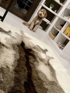 a dog sitting on the floor in front of a bookshelf and bookcases