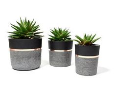 three potted plants with black and rose gold trim