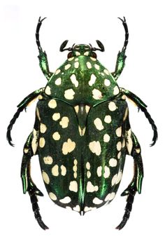 a green beetle with white spots on it's body