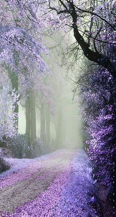 the road is covered in purple flowers and trees