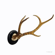 an antler mounted on the side of a wall with a black wheel in front of it