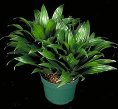 a green potted plant on a black background