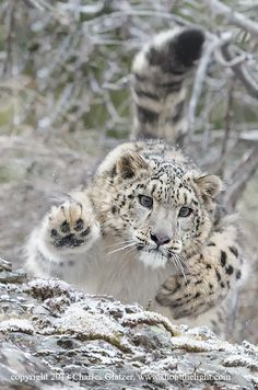 a snow leopard standing on top of a rocky hill next to trees and bushes with its paws up in the air