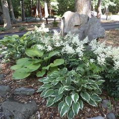 some plants and rocks in the middle of a park