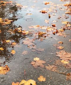 leaves floating on the surface of a body of water