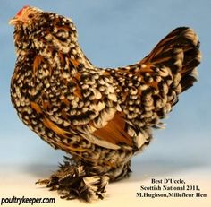 a brown and black chicken standing on top of a white floor next to a blue sky