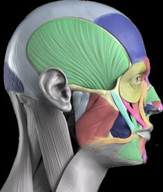 an image of the head and neck muscles