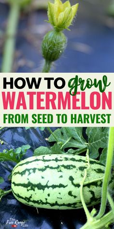 how to grow watermelon from seed to harvest