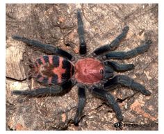 a red and black spider sitting on top of a rock