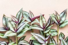 some green and purple plants against a pink wall