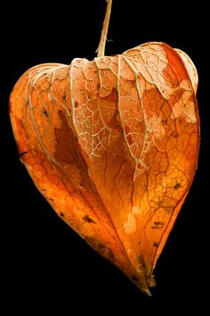 Chinese Lantern (Physalis Franchetii) calyce Physalis Bouquet, Chinese Lanterns Flowers, Lantern Chinese, Chinese Lantern Plant Art, Chinese Lanterns Plant, Red Lantern Chinese, Emerald Eyes, Chinese Lanterns, Seed Pods