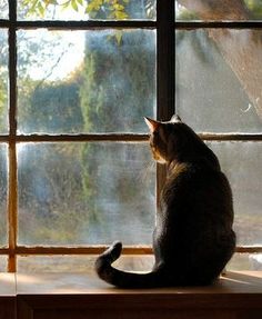 a cat sitting on top of a window sill looking out at the trees outside