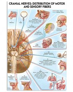 the cranial nervous distribution of motor and sem fibrosises poster