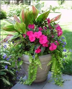 a potted plant with pink flowers and green leaves