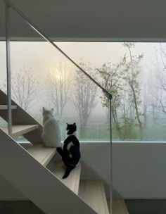 two cats are sitting on the stairs looking out at the trees in the foggy forest