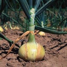 an onion is growing in the dirt