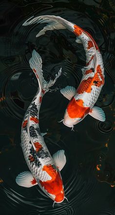 two orange and white koi fish are swimming in the dark water with ripples