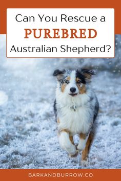 a dog running through snow with the words can you rescue a purebred australian shepherd?